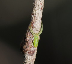 Cetratus rubropunctatus