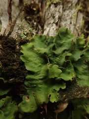 Lobaria adscripta