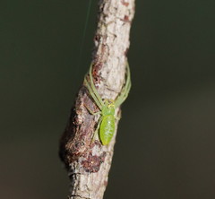 Cetratus rubropunctatus