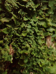 Lobaria adscripta