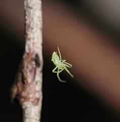 Cetratus rubropunctatus