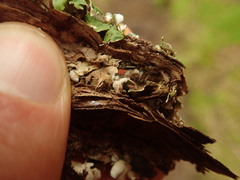 Lobaria adscripta