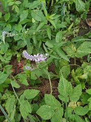 Veronica longifolia