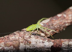 Cetratus rubropunctatus