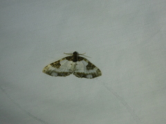 Melanthia procellata