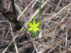 Gagea pusilla