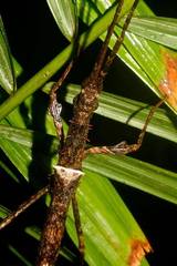 Centrophasma longipennis