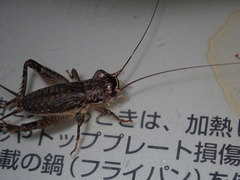 Loxoblemmus arietulus