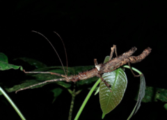 Centrophasma longipennis