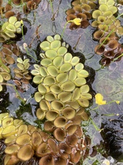 Salvinia cucullata