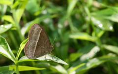 Mycalesis gotama nanda