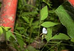 Pithecops fulgens urai