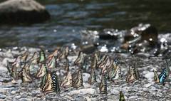 Graphium doson postianus