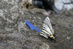 Graphium eurous asakurae