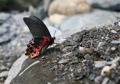 Papilio thaiwanus