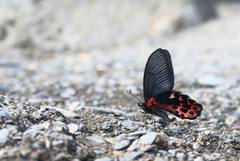 Papilio thaiwanus