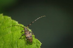 Leiopus linnei