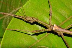 Centrophasma longipennis