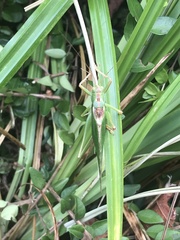 Tettigonia viridissima