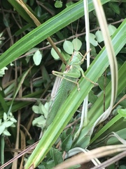 Tettigonia viridissima