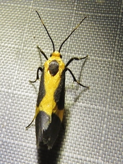 Cisthene kentuckiensis