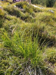 Festuca paniculata