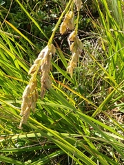 Festuca paniculata