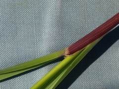 Festuca paniculata