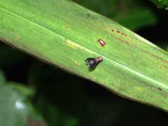 Homoneura trypetoptera