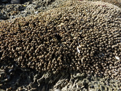 Neosabellaria kaiparaensis