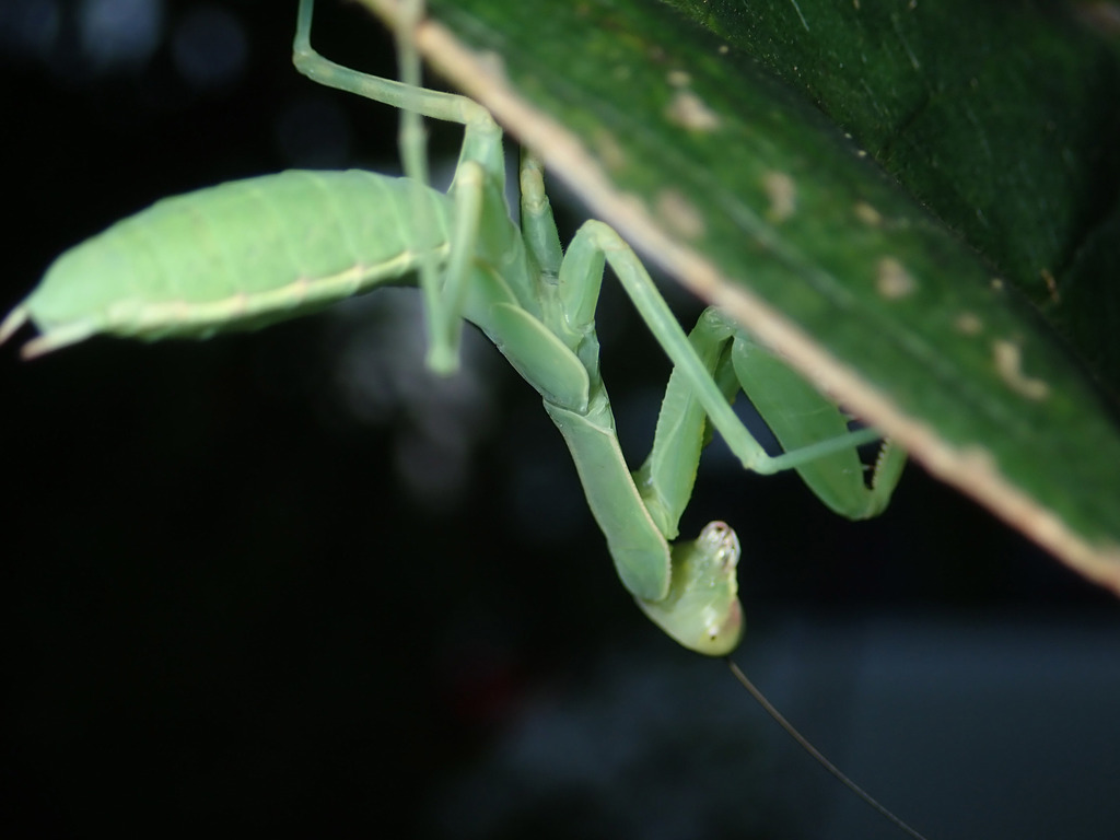 Hierodula patellifera patellifera from 日本 〒305-0028 on August 25, 2020 ...