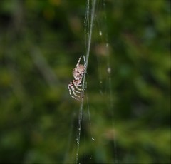 Araneus andrewsi