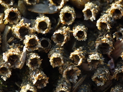 Neosabellaria kaiparaensis