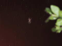Araneus andrewsi