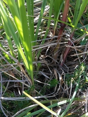 Festuca paniculata