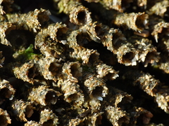 Neosabellaria kaiparaensis
