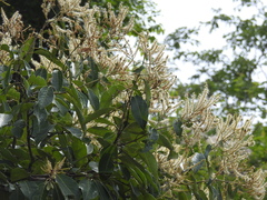Terminalia paniculata