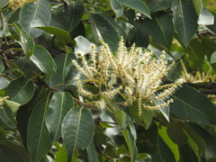 Terminalia paniculata