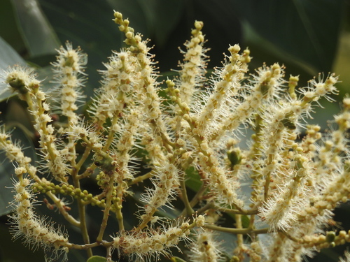 Image of Terminalia paniculata by (c) Suhel Quader, some rights reserved (CC BY)