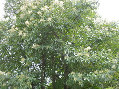 Terminalia paniculata