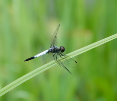 Brachydiplax farinosa