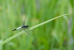 Brachydiplax farinosa