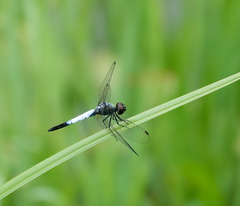 Brachydiplax farinosa