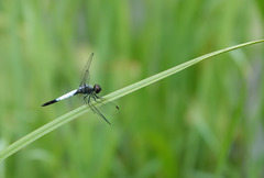 Brachydiplax farinosa