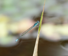 Pseudagrion australasiae