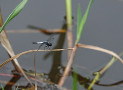 Brachydiplax farinosa