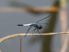 Brachydiplax farinosa