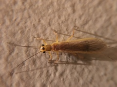 Perlesta