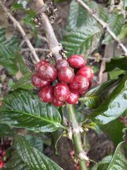 Coffea canephora