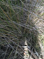 Fimbristylis ferruginea